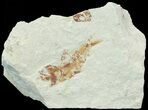 Bargain, Cretaceous Fossil Fish - Lebanon #70006-1